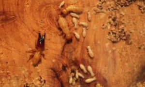 Tổng hợp các dấu hiệu nhận biết đồ gỗ bị mối tấn công 20 tong hop cac dau hieu nhan biet do go bi moi tan cong 1