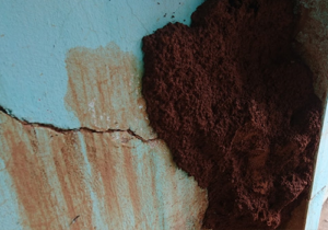 Tuyệt chiêu diệt mối ăn tường nhà tận gốc, an toàn ít ai biết 15 Tuyệt chiêu diệt mối ăn tường nhà tận gốc, an toàn ít ai biết