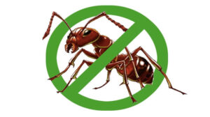 Mẹo diệt kiến đen trong nhà đem lại không gian sống sạch sẽ 8 Lưu ý khi sử dụng thuốc xịt kiến