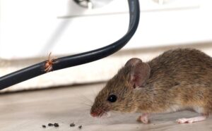 cach duoi chuot ra khoi nha 2