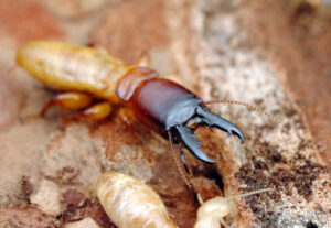 diet moi tai quan hai chau