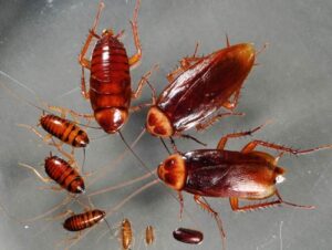 Cách đuổi gián ra khỏi nhà vĩnh viễn