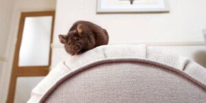 lay 1 nam gao tron xi mang chuot lu luot doi non ra di muon doi khong dam ben mang 5 1561716237 944 width600height300