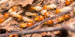 Các cách đuổi mối ra khỏi nhà nhanh chóng hiệu quả bạn nên thử 3 unnamed 1