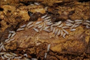 cach diet moi tan goc tai nha 1