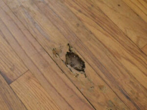 cach diet moi an go.jpg2