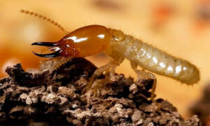 Thành Công cung cấp dịch vụ diệt mối chất lượng cao 2 dich vu diet moi