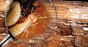 diet moi binh chanh.jpg1