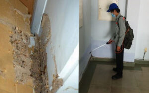 Dịch vụ diệt mối tại Hà Nội