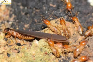 DỊCH VỤ DIỆT MỐI TẬN GỐC GIÁ RẺ Ở Đ U?