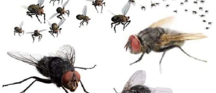 cách diệt ruồi hiệu quả từ dân gian