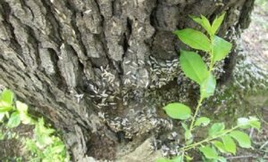 Diệt mối trên cây trồng lâu năm đơn giản