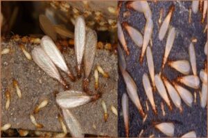 CÔNG TY DIỆT MỐI TẬN GỐC NÀO CHUYÊN NGHIỆP CÓ GIÁ THÀNH TỐT?