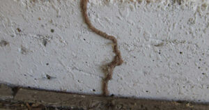 CÁCH DIỆT MỐI ĂN TƯỜNG NHÀ ĐẢM BẢO 100% THÀNH CÔNG 7 cach diet moi trong tuong nha.jpg1