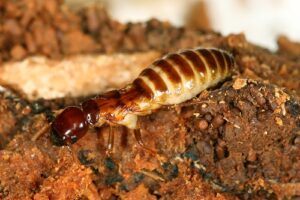 Phương pháp diệt mối tận gốc nào hiệu quả nhất? 9 diet moi