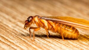 DIỆT MỐI TẬN GỐC TẠI THÀNH PHỐ HỒ CHÍ MINH GIÁ RẺ NHẤT