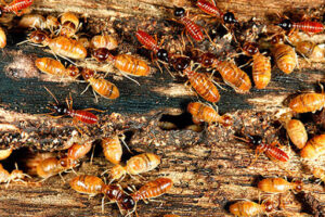 Dịch vụ diệt mối quận Tân Phú nào tốt nhất hiện nay? 19 Mối làm ảnh hưởng đến sức khỏe con người