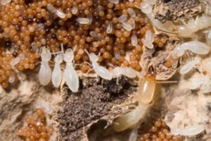 Diệt mối tận gốc giá bao nhiêu, có đắt không? 11 DỊCH VỤ DIỆT MỐI GIÁ RẺ