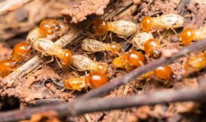 Nên sử dụng dịch vụ diệt mối tại nhà nào uy tín? 25 Dịch vụ diệt mối tại nhà