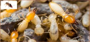 Diệt mối tại nhà tận gốc như thế nào cho tiết kiệm chi phí? 17 DỊCH VỤ DIỆT MỐI TẬN GỐC 24/7 UY TÍN NHẤT