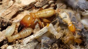 cách diệt mối bằng muối