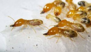 Báo giá dịch vụ diệt mối tận gốc, uy tin tại khu Sài Thành