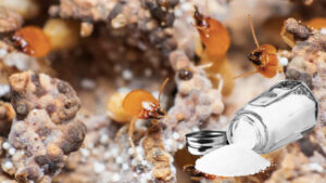 Dùng hàn the diệt mối có hết không? 15 Bật mí cách diệt mối tại nhà nhanh chóng