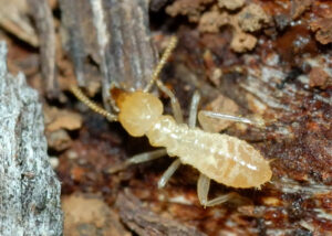 tự diệt mối tại nhà