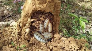 Tự diệt mối tại nhà có nên hay không? 20 DỊCH VỤ DIỆT MỐI TẬN GỐC 24/7 UY TÍN NHẤT