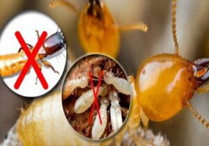 Những địa chỉ mua thuốc diệt mối uy tín trên thị trường 13 CÔNG TY DIỆT MỐI BẰNG PHƯƠNG PHÁP SINH HỌC