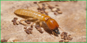 Thuốc diệt mối pmc 90- giải pháp diệt mối tại nhà hiệu quả 18 Công ty diệt mối tận gốc Thành Công