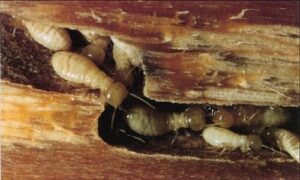 Làm sao để có thể diệt mối ăn gỗ trong bàn ghế một cách hiệu quả nhất? 5 Dịch vụ diệt mối tại Hà Nội