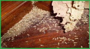 DỊCH VỤ DIỆT MỐI TẠI QUẬN 5 UY TÍN, CHẤT LƯỢNG 11 Đối với cuộc sống con người