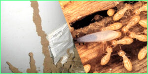 Cách diệt mối ăn tường nhà hiệu quả nhất bạn nên biết! 27 cach diet moi an tuong nha 4