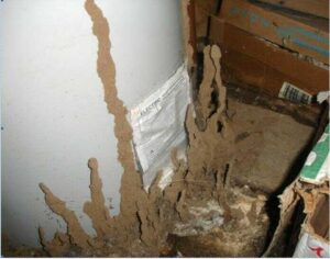 cach tu diet moi tai nha 1