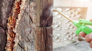 cach tu diet moi tai nha 4