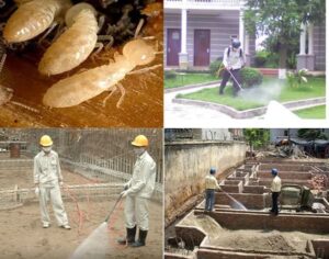 Dịch vụ phòng chống mối cho công trình xây dựng tại Thành Công 9 dich vu diet moi cho cong trinh xay dung 3