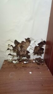 Vì sao cần phòng và diệt mối mọt tận gốc? 16 z3760892875589 b8277277941167cceb30fe8c068bb386