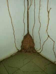 z3799623922413 6f681597fd43183753852f73834c0734