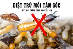 Phòng chống mối cho công trình xây dựng - Những điều bạn cần biết