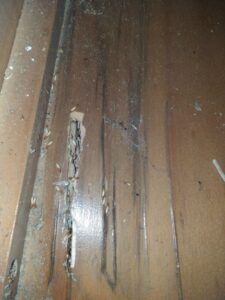 Cách phát hiện tổ mối ngay tại nhà cực kỳ đơn giản bạn không nên bỏ qua 1 z3760892987320 570a9d70384d45e04304e0d2fa71987d