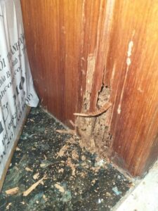 Mách bạn cách diệt mối gỗ khô hiệu quả vào mùa xuân 10 6