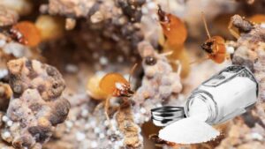 Hướng dẫn cách diệt mối bằng muối hiệu quả, an toàn