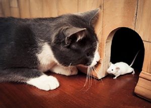 Diệt Chuột Uy Tín giá rẻ tại HCM 0982 751 119 6 Diệt Chuột Uy Tín giá rẻ tại HCM