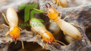10 cách diệt mối đơn giản, hiệu quả cho gia đình bạn 7 Dịch Vụ Diệt Mối Tận Gốc Ở Bình Tân