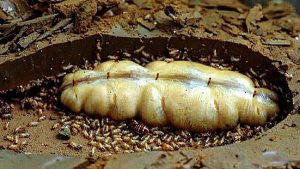 Bí ẩn về Loài Mối Dài Nhất Thế Giới Có Thể Bạn Chưa Biết 8 Bí ẩn về Loài Mối Dài Nhất Thế Giới Có Thể Bạn Chưa Biết