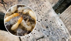 Mối gỗ: Đặc điểm nhận biết, cách tiêt diệt tận gốc hiệu quả 100% 13 Dịch Vụ Diệt Mối Tận Gốc Tại Quận 5