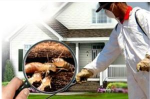 Dịch Vụ Diệt Mối Tận Gốc Ở Quận 1 TP.HCM 3 Quy trình diệt mối tận gốc ở bình tân