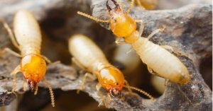 DỊCH VỤ DIỆT MỐI TẬN GỐC TẠI QUẬN 3 1 Diệt Mối Tận Gốc Ở Quận 3