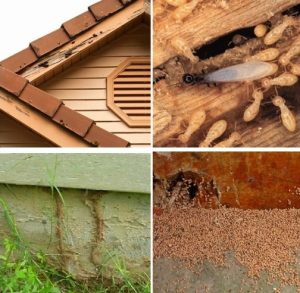 DỊCH VỤ DIỆT MỐI TẬN GỐC Ở QUẬN 9 23 DỊCH VỤ DIỆT MỐI TẬN GỐC Ở QUẬN 9